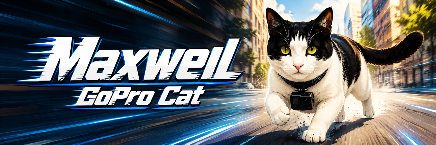 Maxwell the GoPro Cat charging down the street